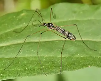 Limnophila (Lasiomastix) macrocera