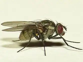 Limnophora triangula