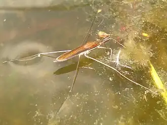 Limnoporus rufoscutellatus