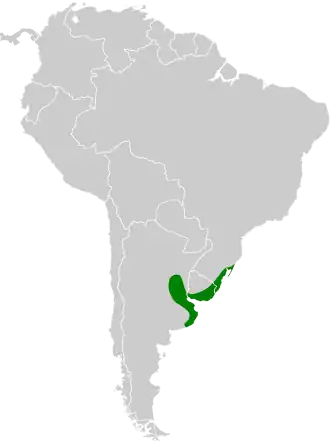 Kromsnavelrietkruiper