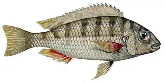 Limnotilapia
