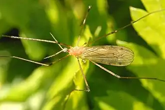Limonia phragmitidis