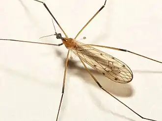 Limonia nigropunctata