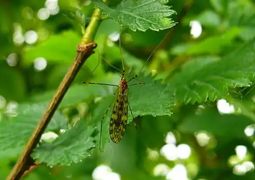 Steltmuggen (Limoniidae)