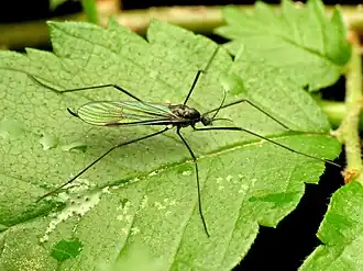 Gnophomyia tristissima