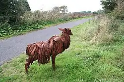 Lincolnshire Longwool bij Lincoln