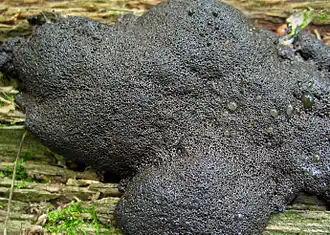 Geelbruin neplantaarntje