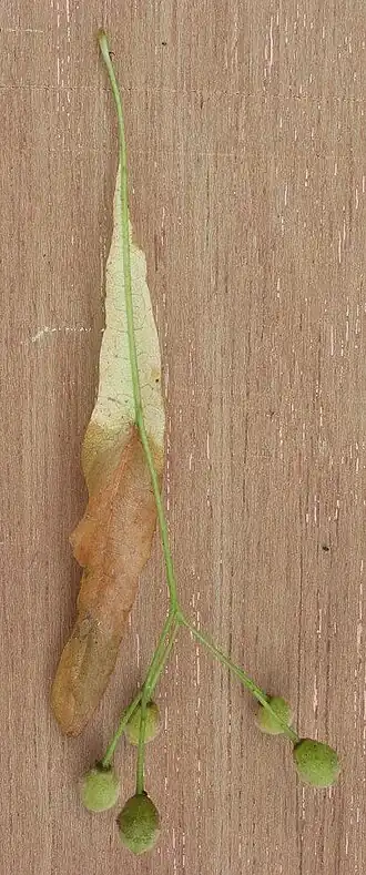 Schutblad bij de Hollandse linde