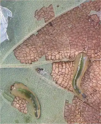 Bastaardrupsen van de lindebladwesp.