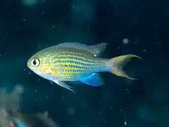 Chromis lineata