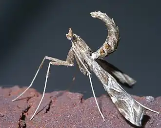 Lineodes interrupta