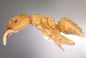 Linepithema cryptobioticum