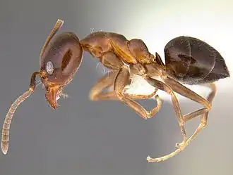 Linepithema gallardoi