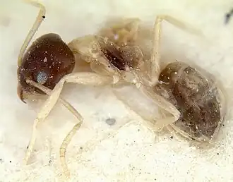 Linepithema leucomelas