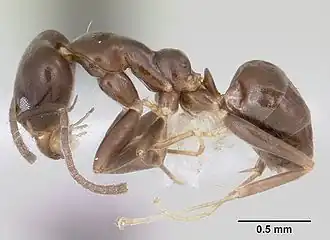 Linepithema neotropicum
