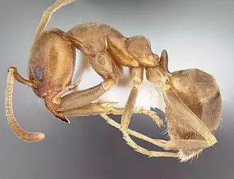 Linepithema piliferum