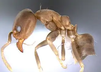 Linepithema tsachila