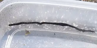 Notospermus geniculatus