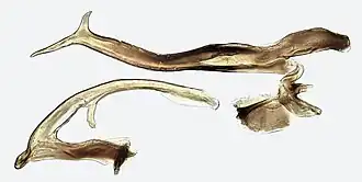 Linnavuoriana decempunctata