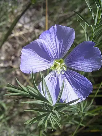 Linum austriacum (Oostenrijks vlas)