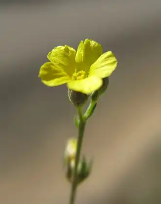 Linum trigynum