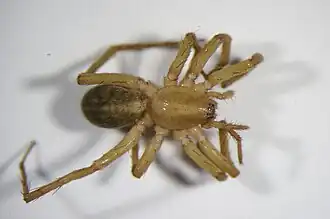 Gestreepte lantaarnspin