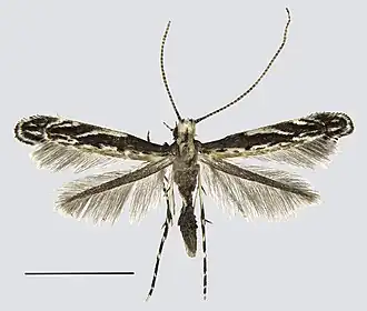 Liocrobyla desmodiella
