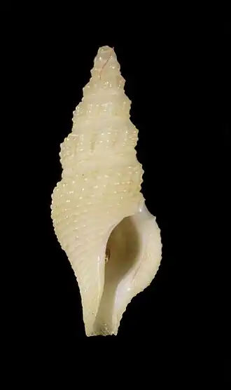 Lioglyphostoma jousseaumei