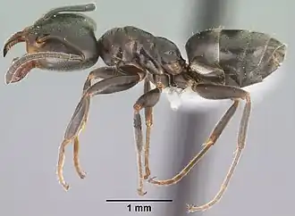 Liometopum luctuosum