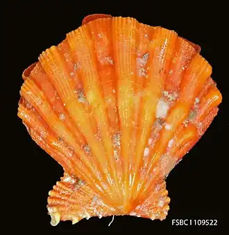 Nodipecten fragosus