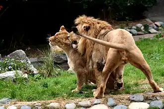 Leeuwen in de dierentuin