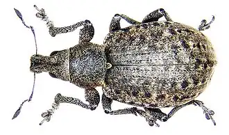 Gevlekte aardsnuitkever