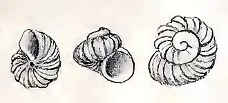 Liotella crassicostata