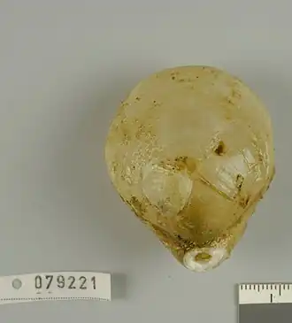 Liothyrella neozelanica