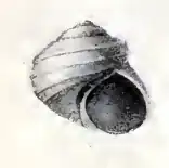 Liotia arenula
