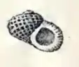 Liotia fenestrata