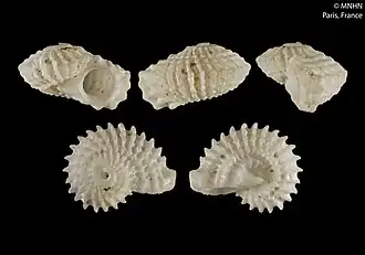 Liotipoma lifouensis