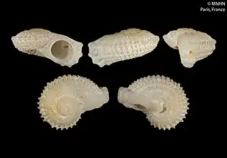 Liotipoma wallisensis