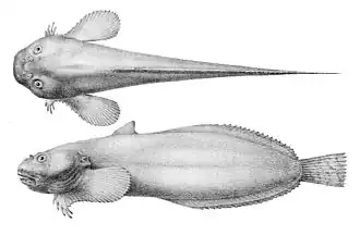 Liparis mucosus