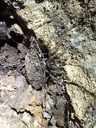 Liphistius batuensis