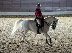 Lipizzaner