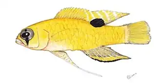 Lipogramma flavescens