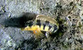 Microlipophrys dalmatinus