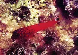 Microlipophrys nigriceps