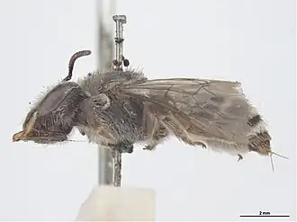 Lipotriches brisbanensis