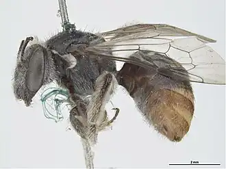 Lipotriches ferricauda