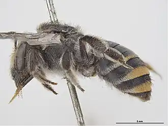 Lipotriches purnongensis