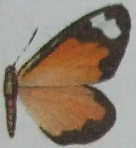 Liptenara hiendlmayri