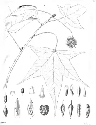 Altingiaceae