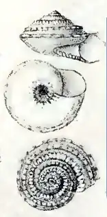 Lirularia canaliculata